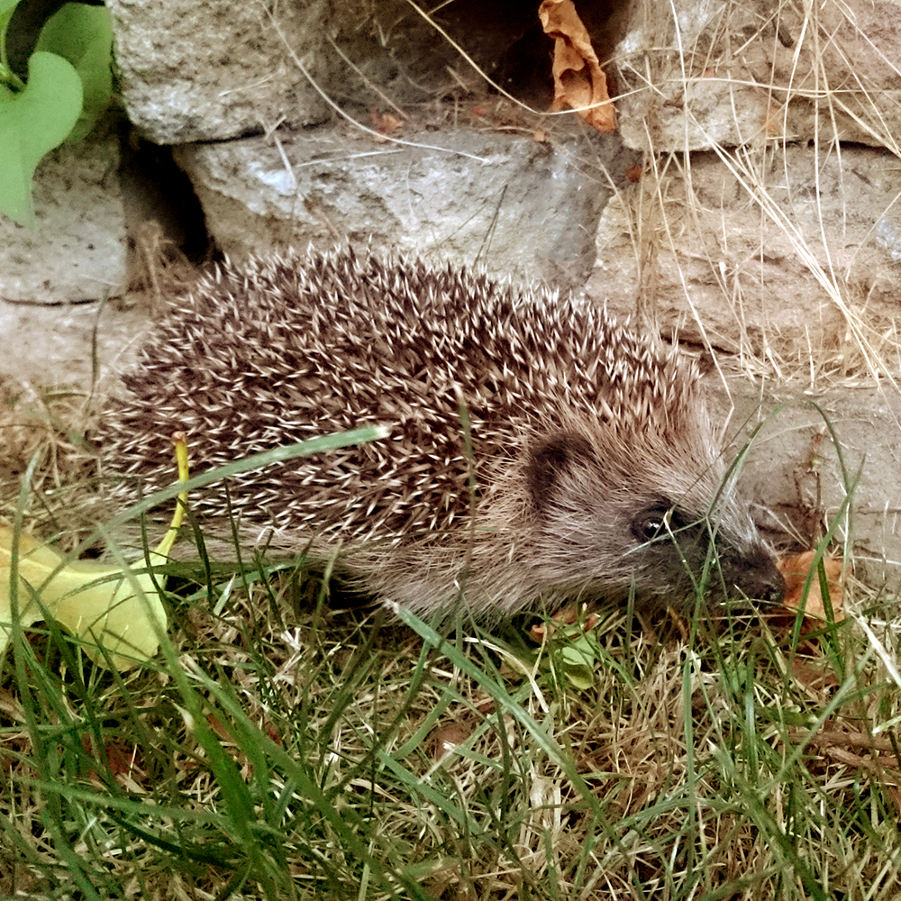 Hedgehog – Success in a Bursledon garden