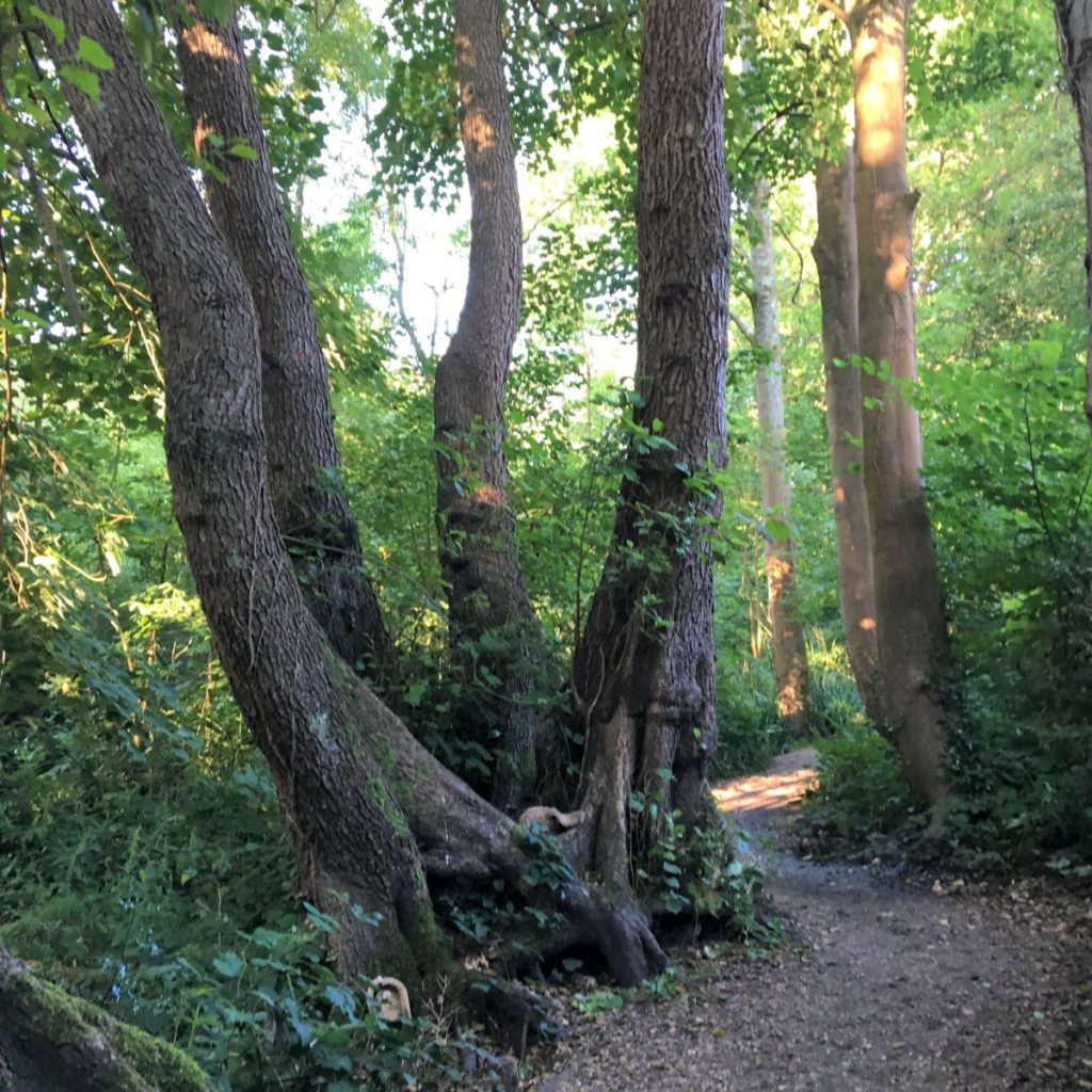 Suburban Safari: Golden Jubilee Butterfly Walk to Weston Shore 