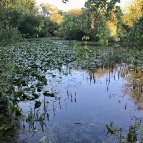 Suburban Safari: Mansbridge Reservoir