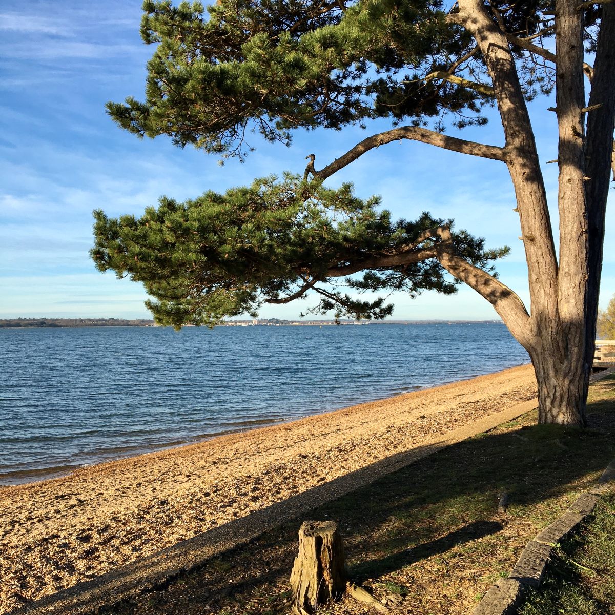 Suburban Safari: Weston Shore