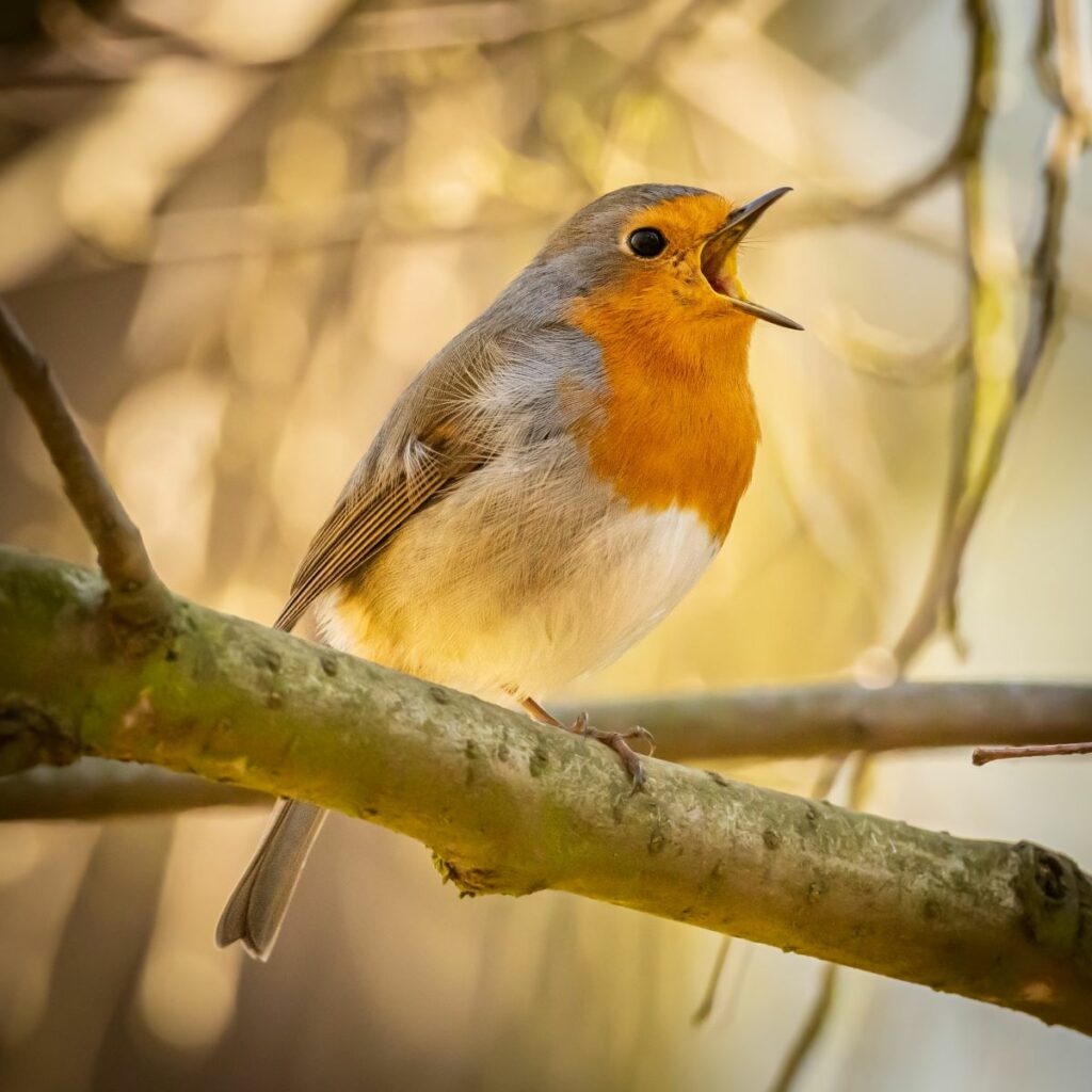 Suburban Safari: RSPB Big Garden Birdwatch 