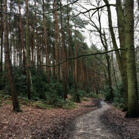 Suburban Safari: The trees of Telegraph Woods