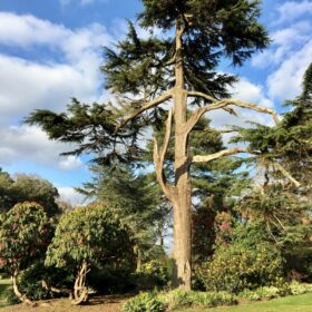 Suburban Safari: Sholing bloomstrolling 