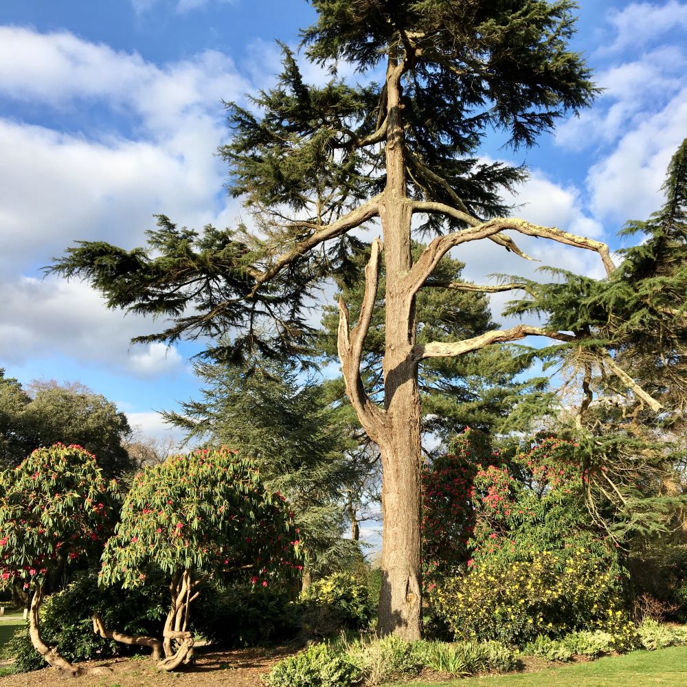 Suburban Safari: Sholing bloomstrolling 