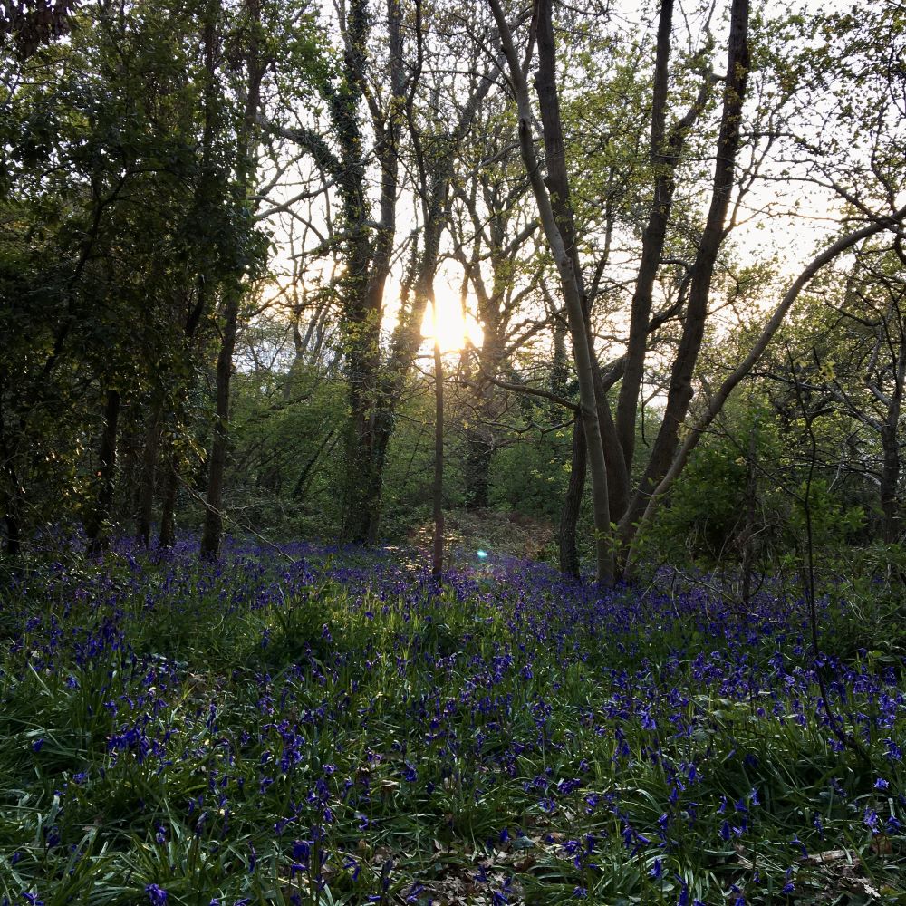 Suburban Safari: The Bluebell Bandwagon 