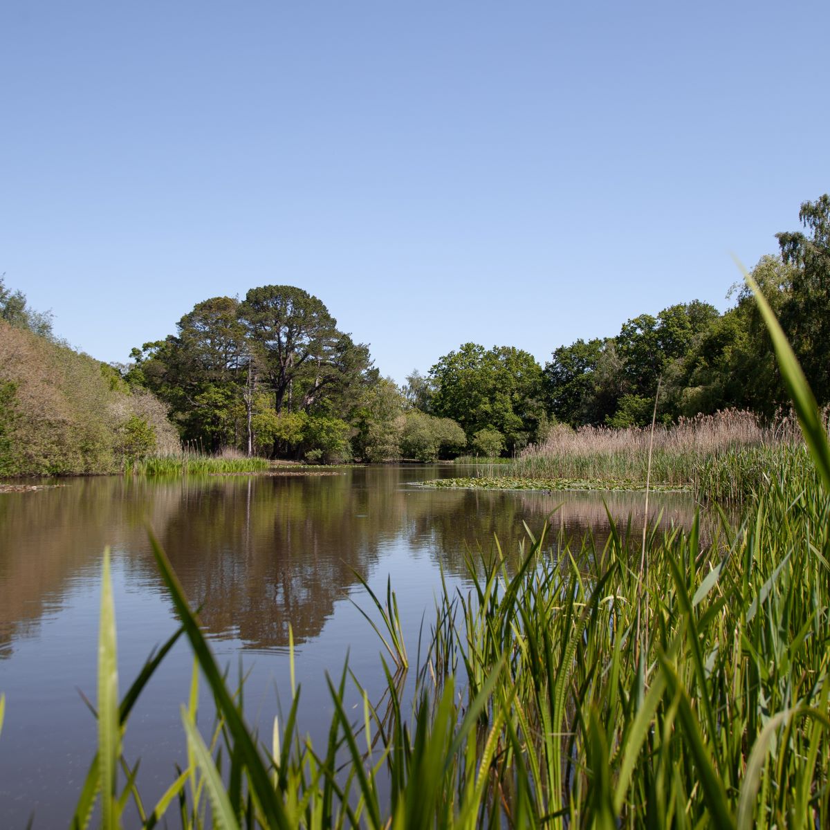 Heritage: Our wonderful Southampton Common