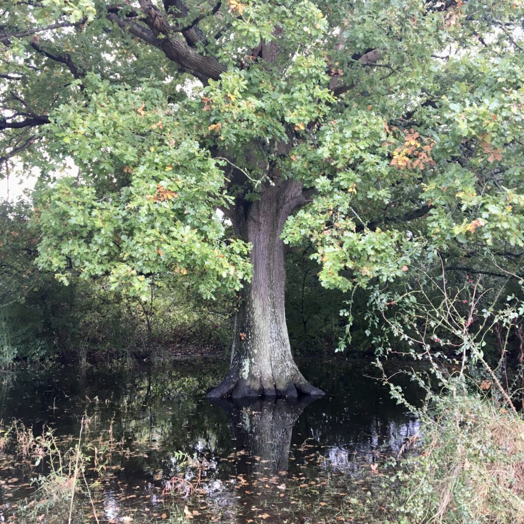 Suburban Safari: Testwood Lakes   