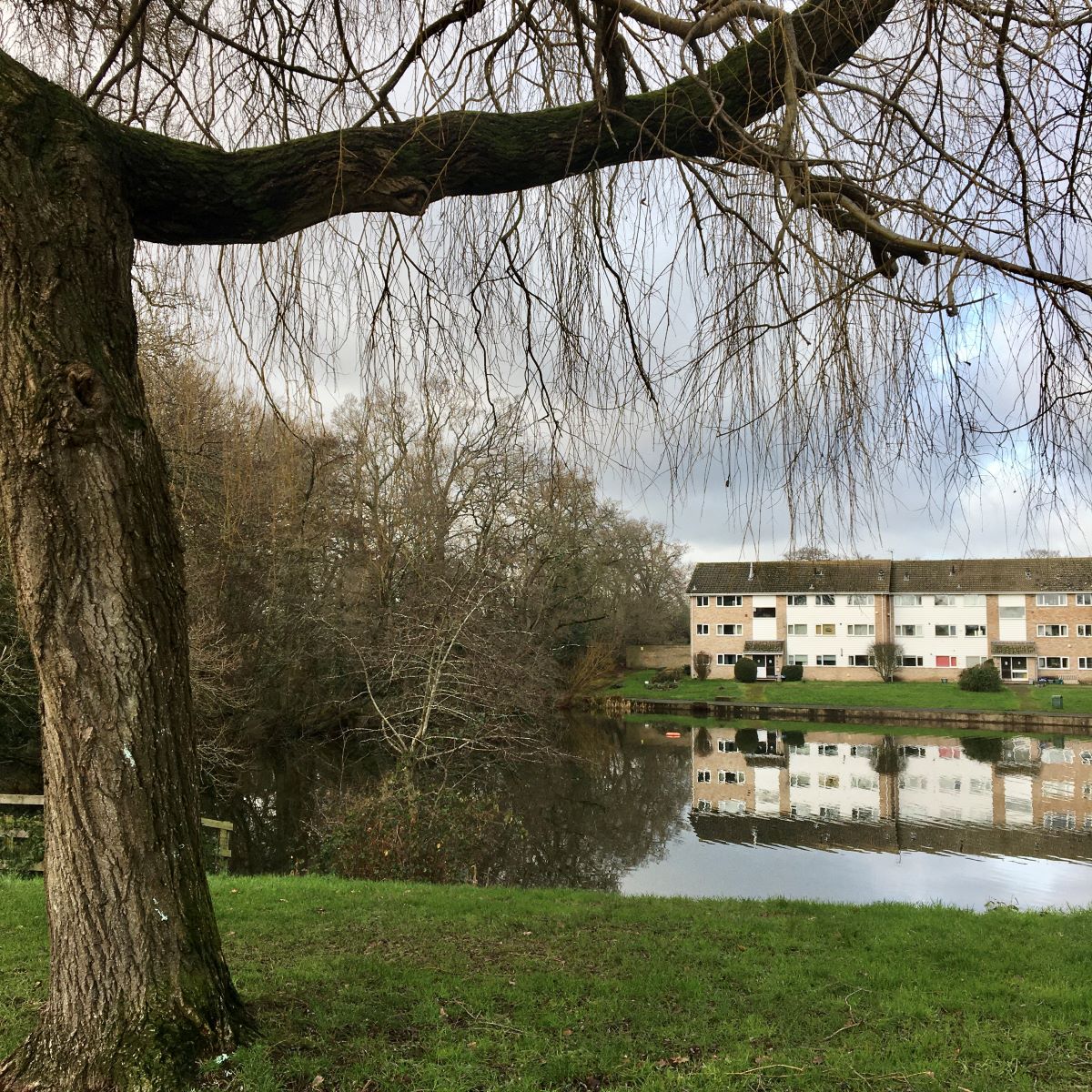 Suburban Safari: Big pond for a little walk   