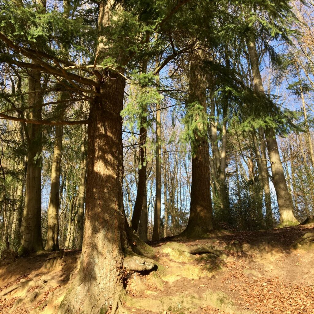 Suburban Safari: Stoke Park Woods 