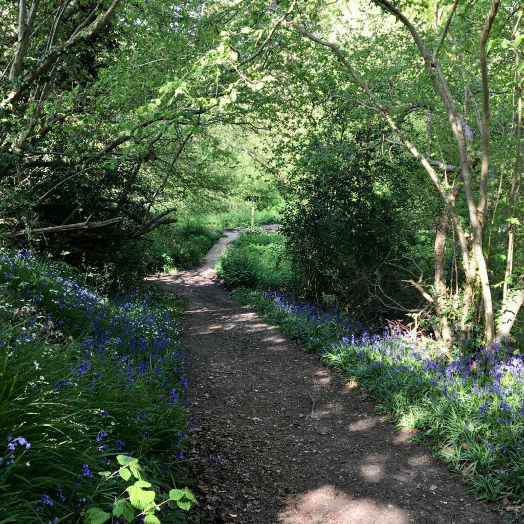 Suburban Safari: Back on the Bluebell Trail 