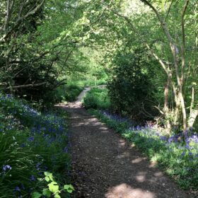 Suburban Safari: Back on the Bluebell Trail 