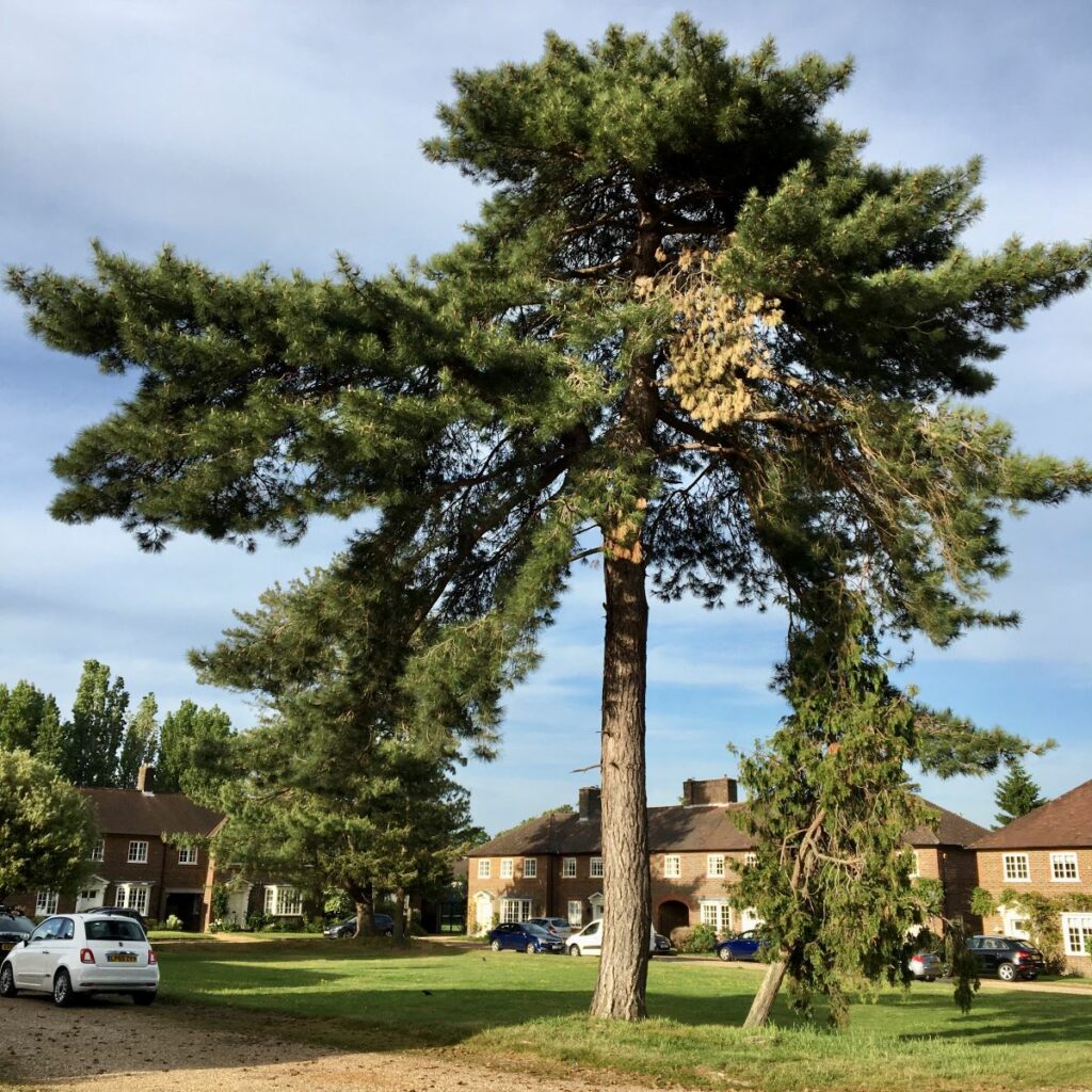 Suburban Safari: Anyone for Tennis?  