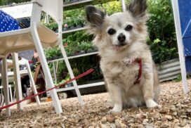 A small dog with its lead under a cafe chair looks hopefully at the camera.