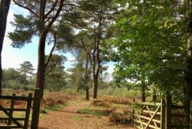 View through open 5 bar gate into open grassy woodland beyond.