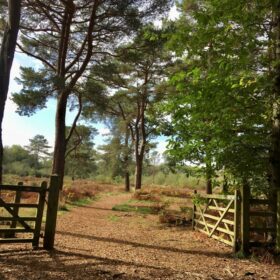 Suburban Safari: Netley Common  