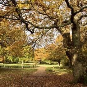 Suburban Safari: Leafy suburbs in Ashurst