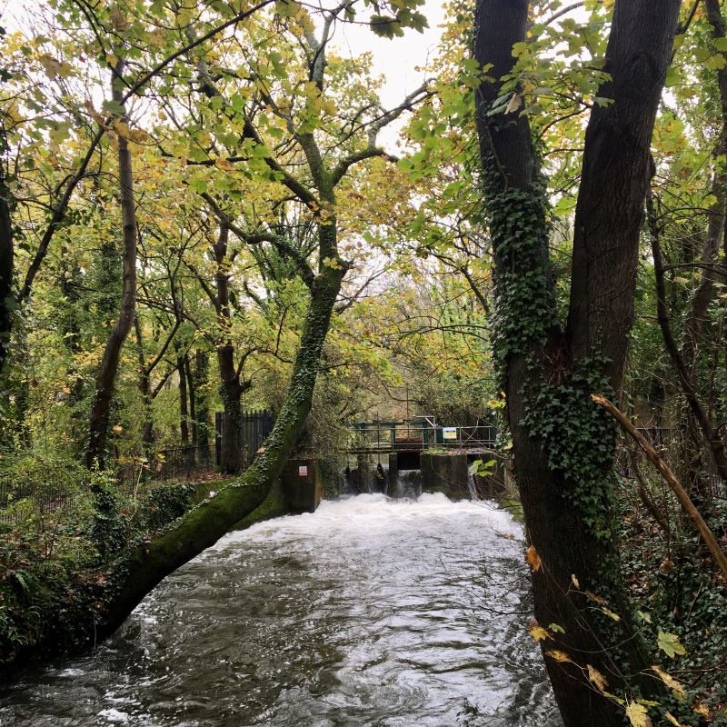 Suburban Safari: A drop in the Itchen   