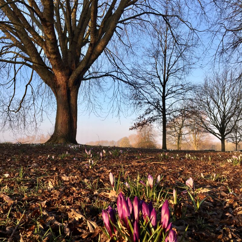 Suburban Safari: Focus on the Crocus 