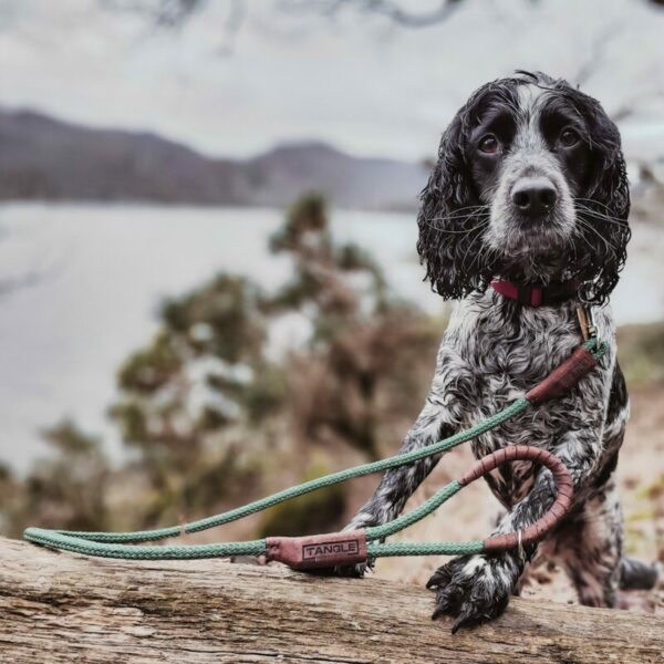 A mission for pet owners help to stop ghost fishing nets