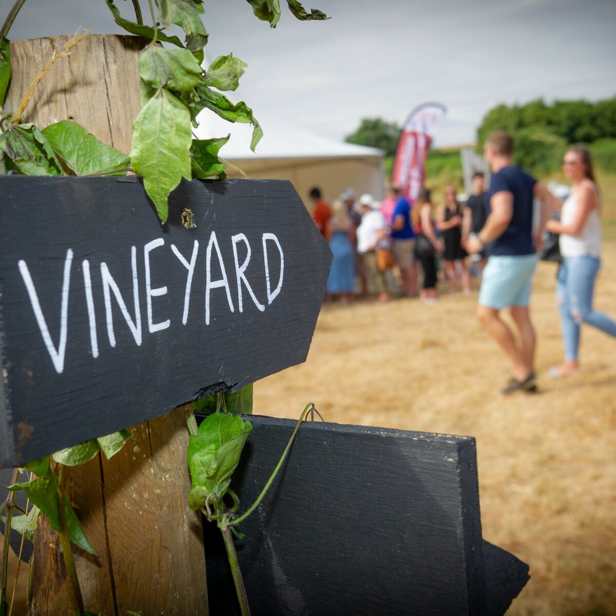 Preview: Fizz Fest, Hambledon Vineyard, Hambledon