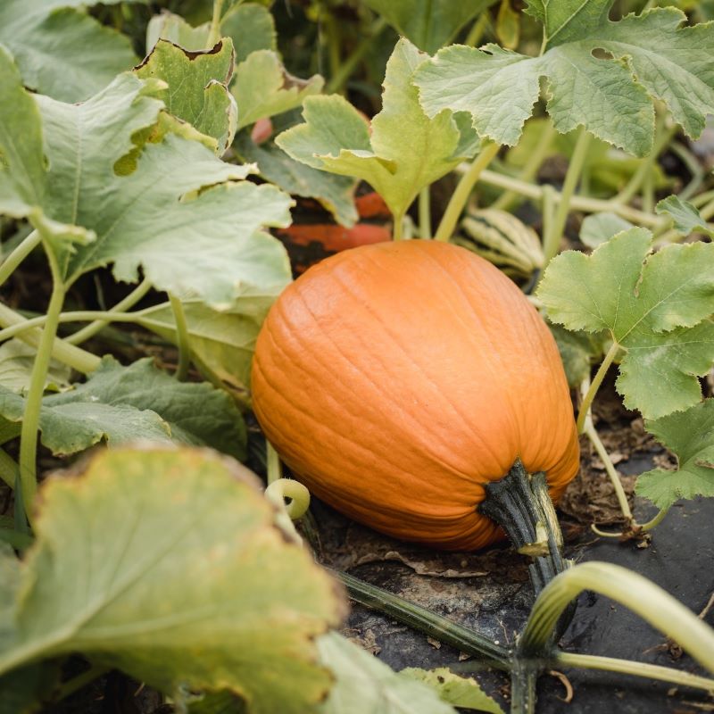 Enabled allotments action day in St Denys this weekend