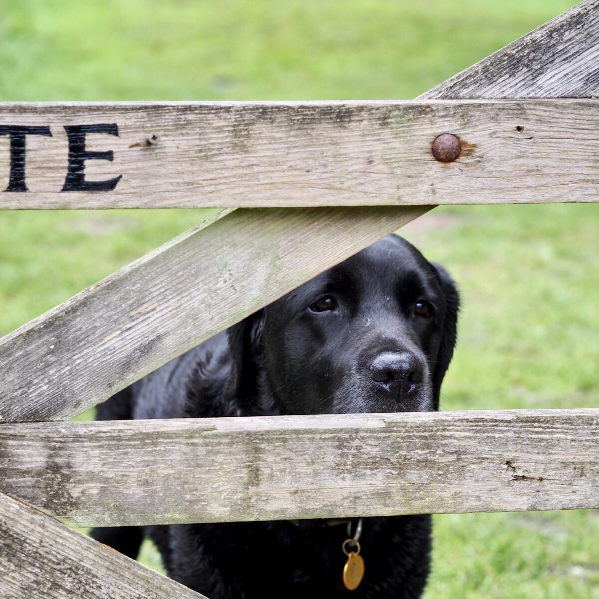 Dome Dining and Seasonal Feasts at The Greyhound on the Test, Hampshire