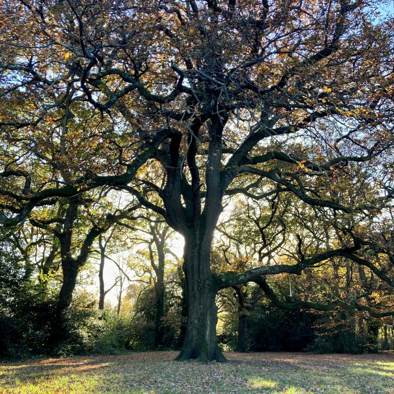 Suburban Safari: Freemantle Common 