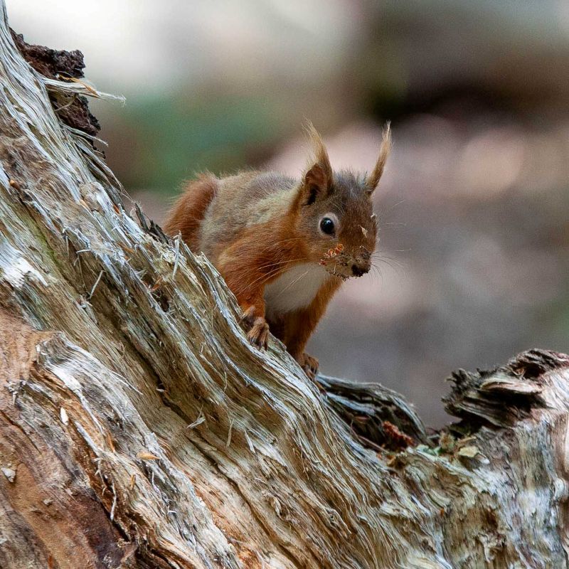 Photos: Brownsea Island
